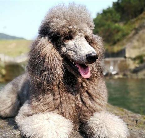 灰色贵宾犬价钱