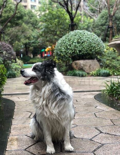 蓝陨石边牧怎么样，陨石边牧有缺陷吗