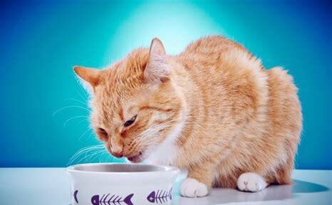 猫吐了白色黏液或泡沫吃什么药,猫呕吐白色泡沫粘液怎么回事