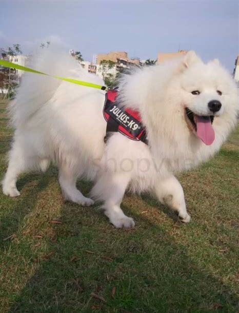 怎么养萨摩耶不臭不掉毛