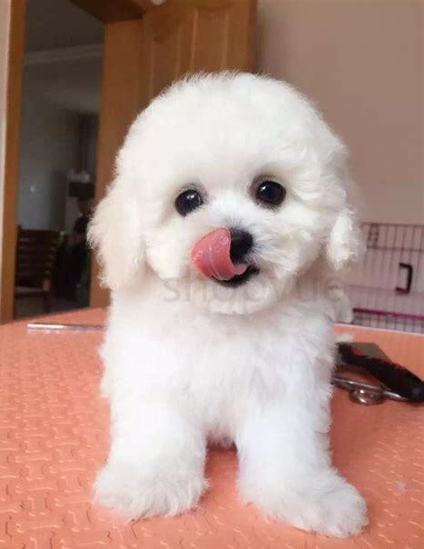 毛比熊犬怎么养