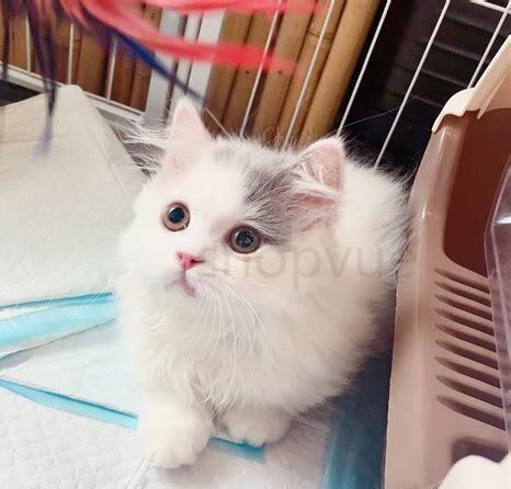 拿破仑猫什么颜色最贵,拿破仑矮脚猫大概多少钱一只