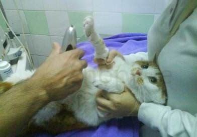 猫肾衰晚期减轻痛苦能活多久,猫肾衰晚期减轻痛苦怎么办