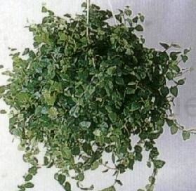 什么是花叶辟荔,带你了解花叶辟荔的习性与购买注意事项等