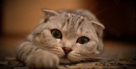 猫咪对逗猫棒发出很凶的声音如何回事,该怎么办