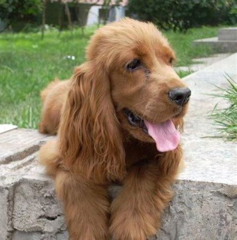 英卡犬怎么养