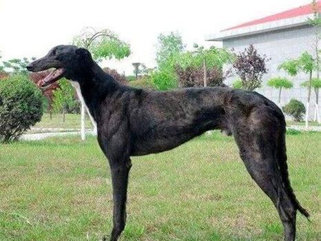 小格力犬怎么养