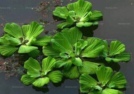 什么是芙蓉莲,带你了解芙蓉莲的习性与购买注意事项等