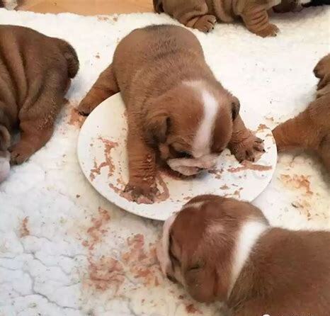 长期上门收购各种宠物犬,不想要了哪里回收，多少钱