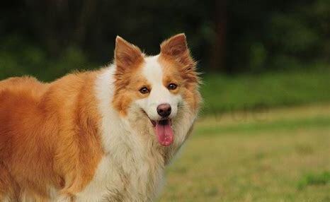 金色边牧犬怎么养好