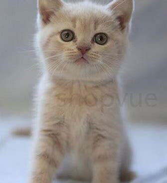 沙特尔猫怎么养好看 沙特尔猫怎么养好看