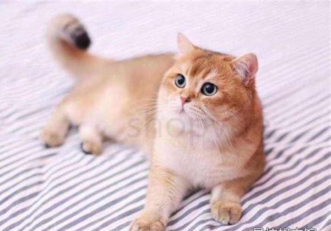 公猫发腮的生理好处,公猫发腮有什么好处