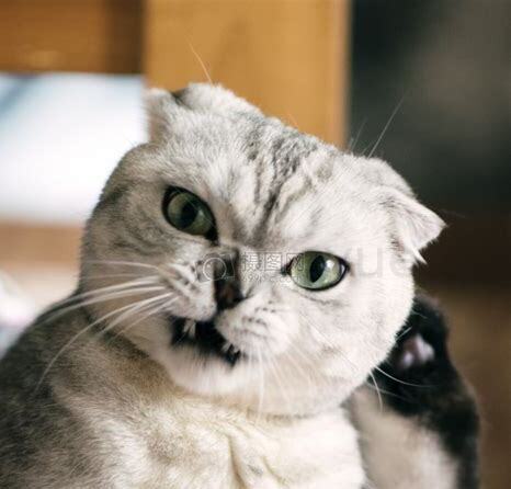 小猫呼吸急促肚子起伏,小猫呼吸急促没精神不吃东西