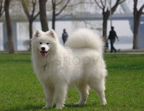 怎么养小萨摩耶犬