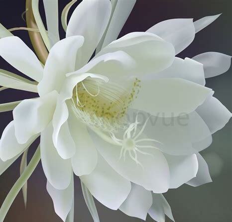 什么是昙花,带你了解昙花的习性与购买注意事项等