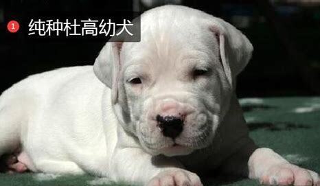 杜高幼犬怎么养