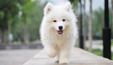 怎么养小萨摩耶犬幼犬