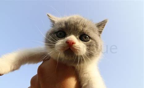 猫咪胡子被剪掉一半，胡须被剪掉对猫咪有什么影响