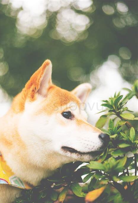 小柴狗怎么养
