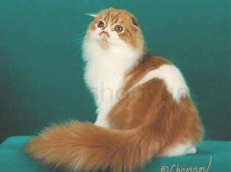 沙特尔猫怎么养 沙特尔猫怎么养