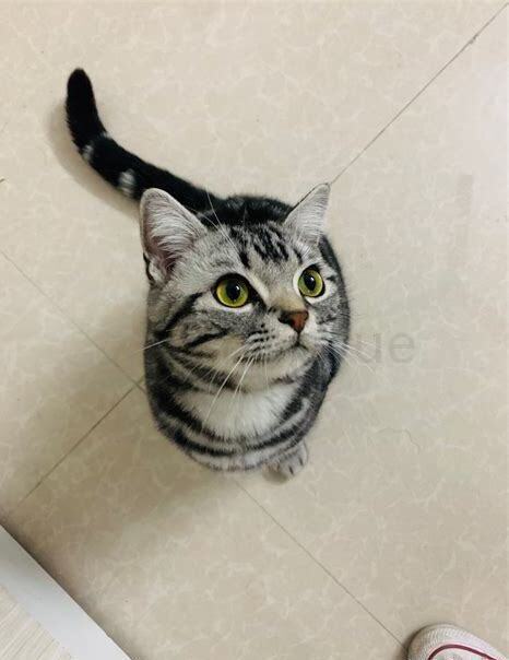 美短怎么养胖