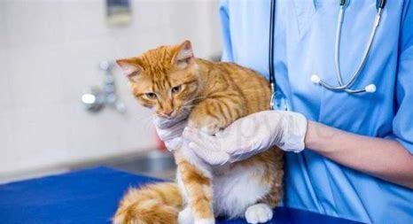 猫咪舔驱虫药会不会死掉,猫咪舔食驱虫药 猫咪舔驱虫药会不会死掉,猫咪舔食驱虫药