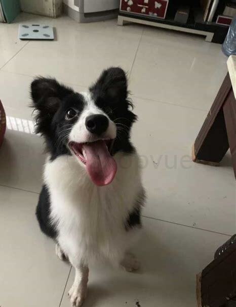 牧的学习能力/社交能力/情感表达怎么样,牧到底有多聪明