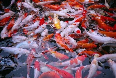 锦鲤鱼怎么养水温