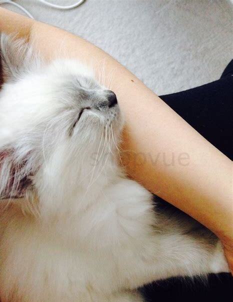 猫把头埋人胳膊里是什么意思,猫咪养熟了的几种表现