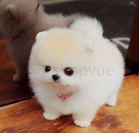 幼年柴犬怎么养