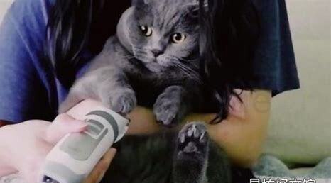 猫咪正常体温是多少度算发烧,怎么判断猫咪是否发烧