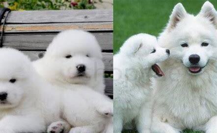 小萨摩耶犬怎么养