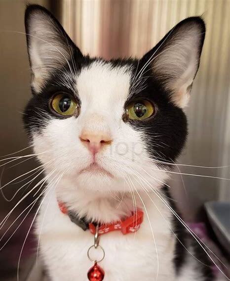检查猫有无腹水最简单的方法,怎么判断猫传腹初期