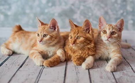 旧猫对新猫低吼哈气怎么办,新来的猫和原来的猫多久可以和平相处呢