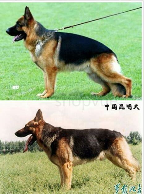 德国黑背适合家养吗