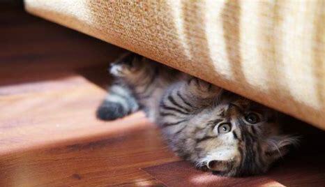 开心果的营养价值,猫咪能吃开心果吗