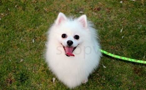 小型博美犬怎么养