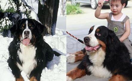 伯恩山犬怎么养