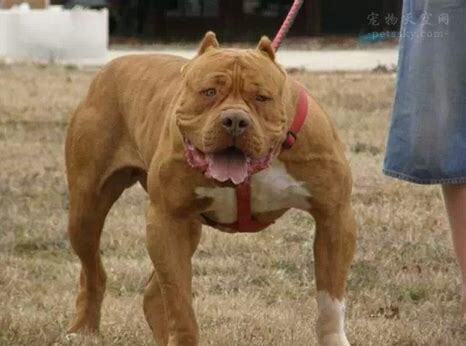 比特犬怎么养才好呢
