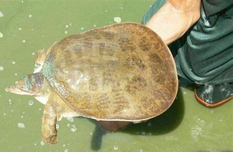 宠物珍珠鳖怎么养活