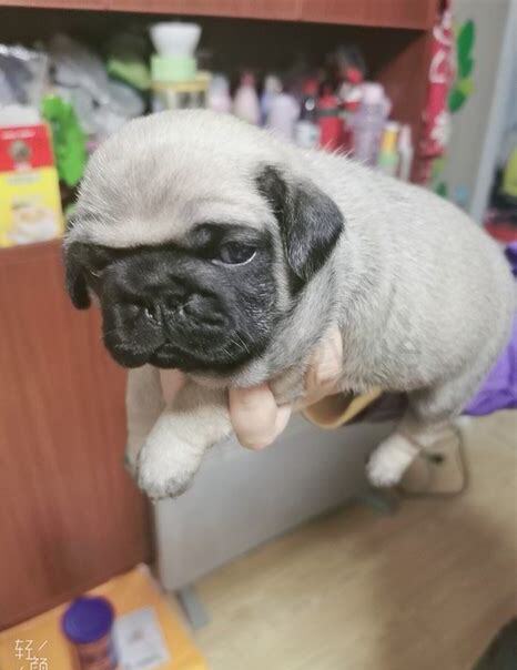 小巴哥犬怎么养