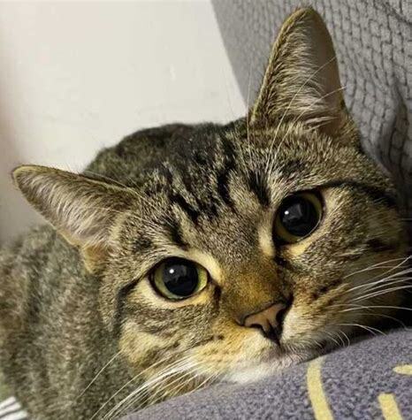 中国狸花猫怎么养活