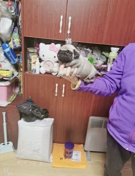 小巴哥犬怎么养比较好