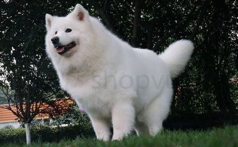 小萨摩耶犬怎么养好