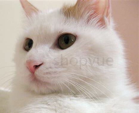 猫的反应速度在自然界排第几?猫的反应速度排第几