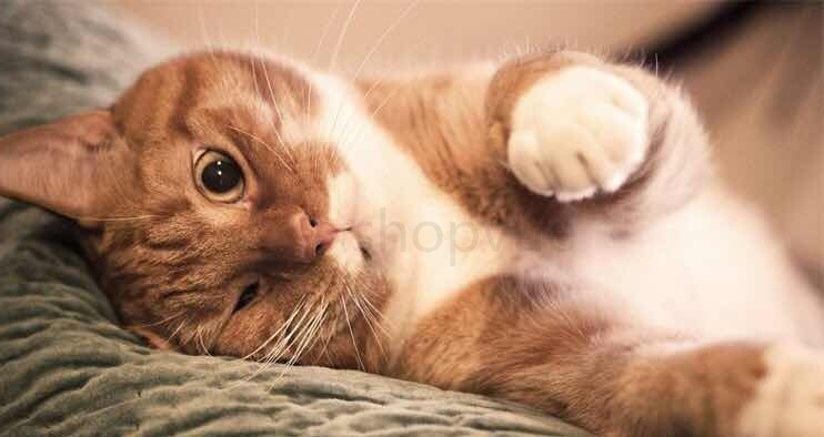 猫咪下半身瘫痪如何恢复,猫神经受损恢复最佳时间