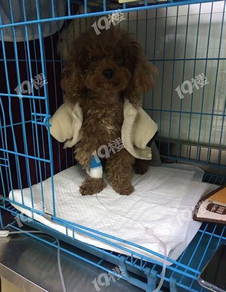 狗狗胰腺炎建议安乐死,狗胰腺炎死了