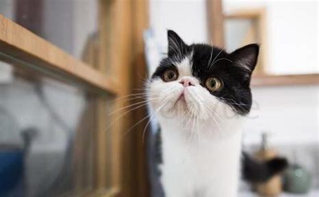 怎么判断猫驱虫成功了,猫驱虫后跳蚤去哪儿了