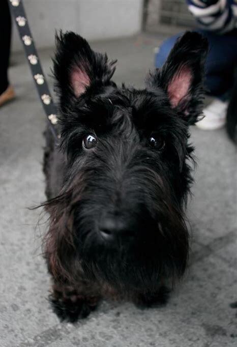 西高地幼犬挑选