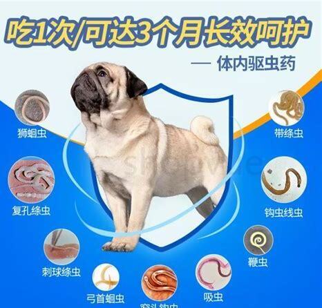 狗狗驱虫药的种类和功效,狗狗吃驱虫药4小时后吐了要重吃吗